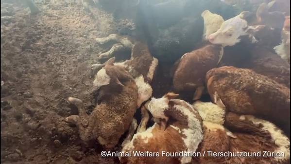 Source: Animal Welfare Foundation