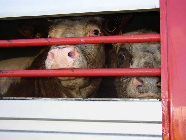 Source: Compassion in World Farming