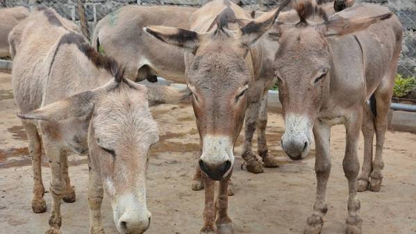 Source: The Donkey Sanctuary