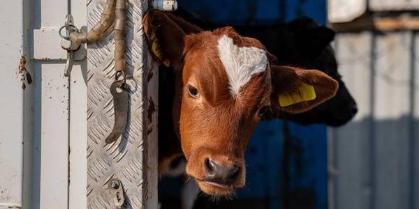 Source: Eurogroup for Animals