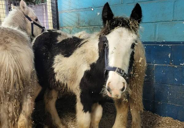 source: World Horse Welfare
