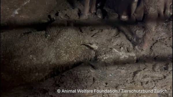 Video still from onboard Spiridon II (Animal Welfare Foundation / Tierschutzbund Zurich)