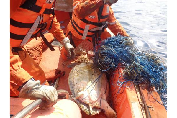Cidade de Rio das Ostras Rescuers untangling the sea turtle from the net (Photo: Teekay)