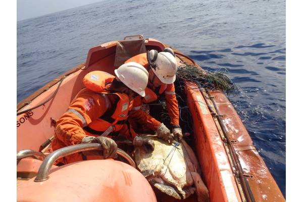 Freeing the sea turtle (Photo: Teekay)
