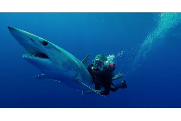     Dr. Guy Harvey with a Tagged Mako Shark (Photo courtesy of the Guy Harvey Foundation)