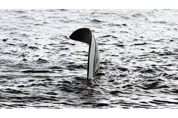 Severely bent propeller blade of container ship in Congo. © Hydrex