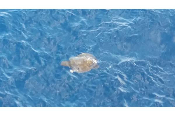The turtle is freed from the fishing net and swimming away into the waves (Photo: Teekay)