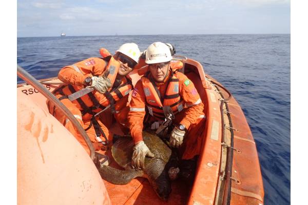 A free turtle – mission accomplished (Photo: Teekay)