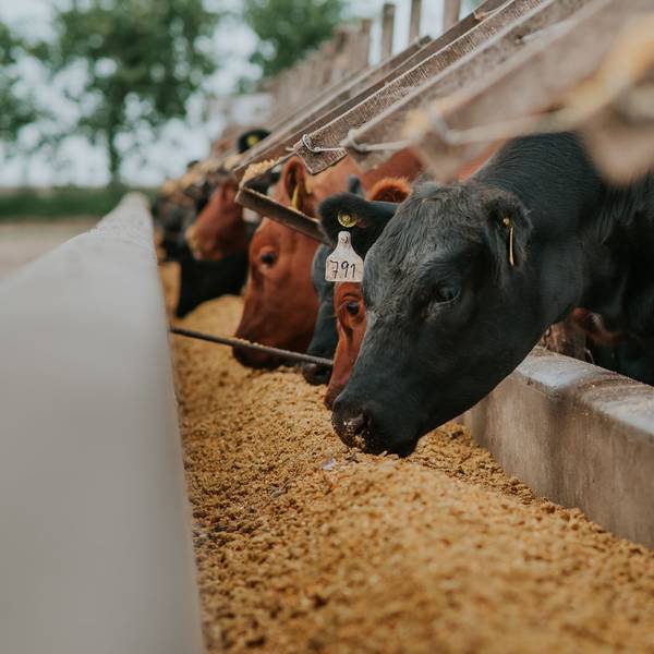 Trump Tariffs Reroute Brazilian Beef to Mexico