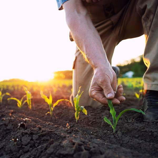 Fertilizer Prices Surge
