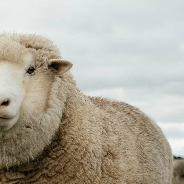 Alleged Breach of Supply Chain Protection for Sheep in Jordan
