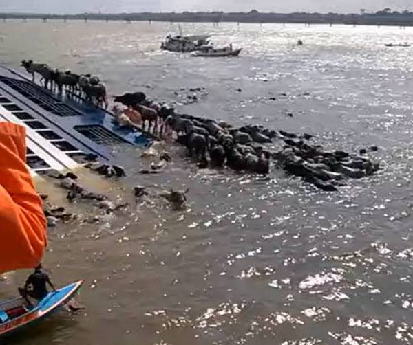 IMO Challenged Over Livestock Carrier Regulations