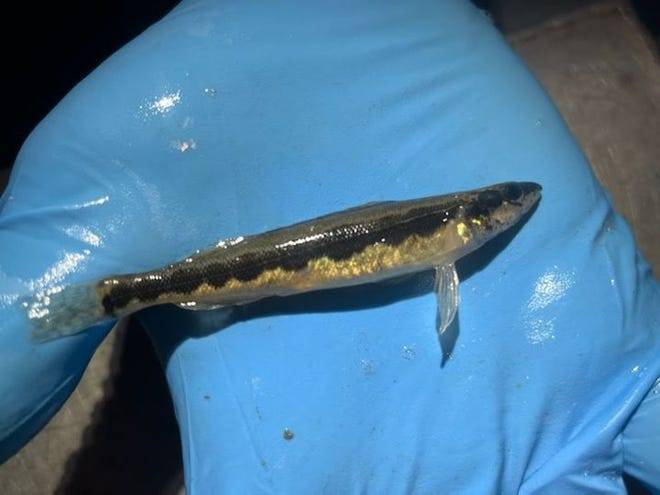 Fish Spotted After 81 Years