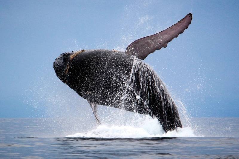 Panama Canal starts Speed Limits to Protect Whales