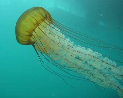 umbrella jellyfish animal